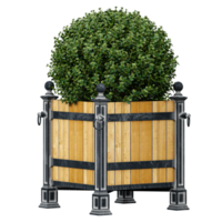 3D rendering of Common box plant in pot on transparent Canvas png