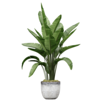 3D rendering of Strelitzia Nicolai plant in pot on transparent Canvas png