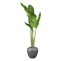 collection of Strelitzia Nicolai plant in pot with realistic style png