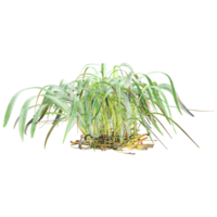 collection of Cymbopogon citratus grass with realistic style png