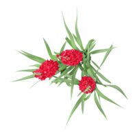 Top view of red gladiolus plants isolated on transparent Canvas png