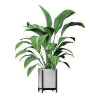 collection of Strelitzia nicolai plant in planter with realistic style png
