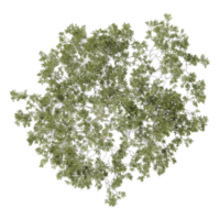 collection of Acacia Tree with realistic style from top view png