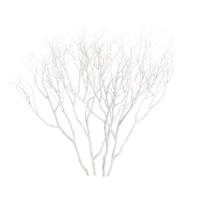 Isolated Snow Covered tree jungle front view collection png