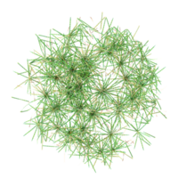 collection of wild field grass with realistic style from top view png