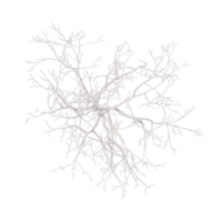 collection of dry Tree with realistic style from top view png