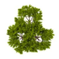Top view of Moroccan cypress tree isolated on transparent Canvas png