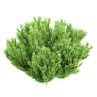 3d render of pine tree isolated on transparent Canvas png