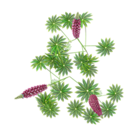 3d illustration of Large-leaved lupine tree isolated on transparent canvas from top view png