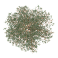 Top view of Pinus sylvestris tree isolated on transparent Canvas png
