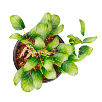Top view of Fig tree isolated on transparent Canvas png
