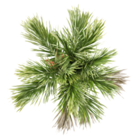 collection of Areca palm with realistic style from top view png