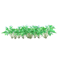 collection of Plantain lilies plants with realistic style from top view png