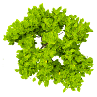 green Maple tree isolated on transparent Canvas from the top view png