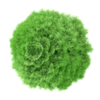 3d illustration of Dill tree isolated on transparent canvas from top view png