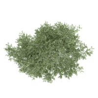 collection of Olive tree with realistic style from top view png