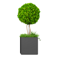3d render of Common box tree isolated on transparent Canvas png