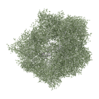 Top view of Olive tree isolated on transparent Canvas png