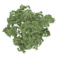 3d illustration of Populus sect. Aigeiros tree isolated on transparent canvas from top view png