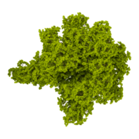Top view of Green Trees Isolated on transparent canvas png