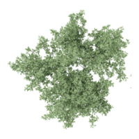 collection of Thyme tree with realistic style from top view png