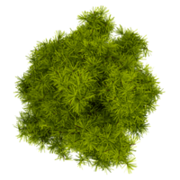collection of Staphylea pinnata tree with realistic style from top view png