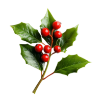 Sprig green holly leaves mistletoe with red berries isolated on transparent background png