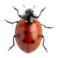 Ladybug insect view from the top isolated on the transparent background png