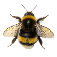 Bumblebee insect view from the top isolated on the transparent background png