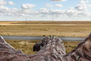 View of the Kazakhstan steppe from the back of an eagle photo