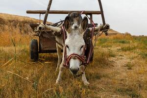 donkey with a cart in the field photo