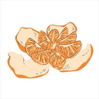 Hand-Drawn Illustration of a Peeled Tangerine with Segments vector