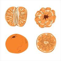 Hand-Drawn Tangerine Illustrations in Four Different Views vector