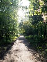 Path in the shade in the middle of a park on a sunny summer day photo