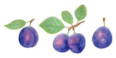 Plum fruits on branches with leaves and separately. Illustration with watercolor and marker. Hand drawn isolated clip art.Botanical plant berries for food or cosmetics packaging.Sketch for a cookbook vector