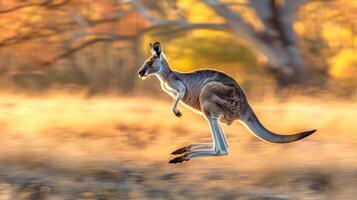 Kangaroo leaping through an arid landscape with blurred background. Concept of wild animal, Australian wildlife, nature in motion, desert ecosystem, motion, blur, speed photo