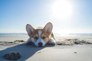Adorable corgi puppy resting on sandy beach photo