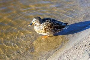 young ducks and drakes in lake with blue dark background with sun rays photo