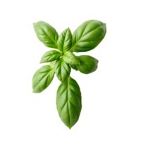 Fresh basil leaves arranged on a plain background showcasing their vibrant green color and unique texture. isolated on transparent or white background png