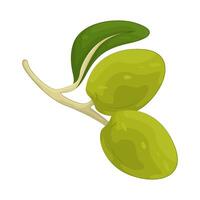Illustration of olive branch vector