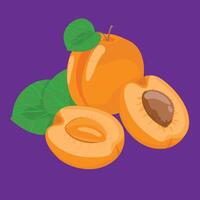 full and half apricot with no seed blossom flat design fresh fruit vector