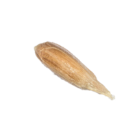 inside of a sunflower seed png
