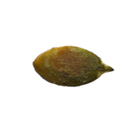 inside of a pumpkin seed png