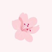 Pink sakura cherry flower blossoming, isolated on pink background vector