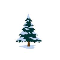 Pine tree in winter snowy season. Christmas tree with snow on branches isolated on white background. Spruce or green coniferous tree in cartoon style. Colorful Flat illustration vector
