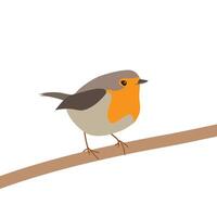 Minimal, flat style, colorful illustration of a red breast robin bird, standing vector