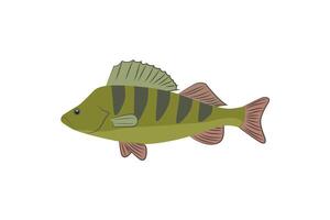 Perch fish illustration in flat style. Colorful Perch fish isolated vector