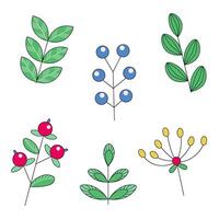 A set of isolated elements, wild berries and leaves in doodle style vector