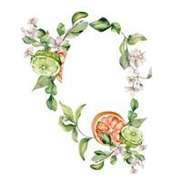 Citrus assorted fruits on branches with white flowers watercolor isolated in frame. Half grapefruit hand drawn. Wreath with juicy summer plants and jasmine. Design for greeting, label aroma product. vector