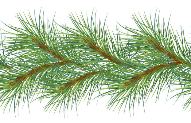 Christmas tree branches by watercolor on seamless border isolated on white. Pine botanical repeat background. Spruce tree branches on repeating pattern design for wrapping paper, fabric, package